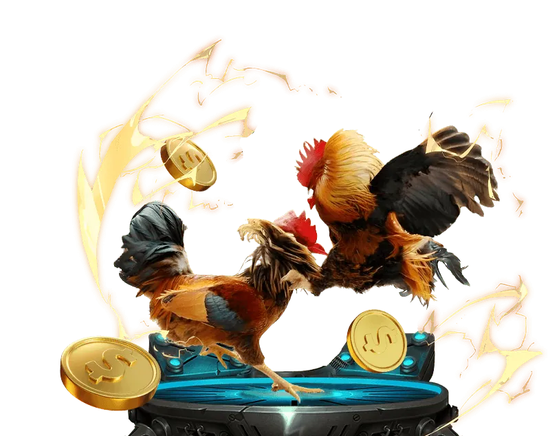 Người chơi phân tích chiến lược đặt cược đá gà